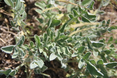 Psephellus marschallianus