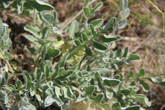 Psephellus marschallianus