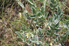 Psephellus marschallianus