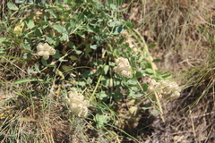 Astragalus calycinus