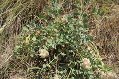 Astragalus calycinus