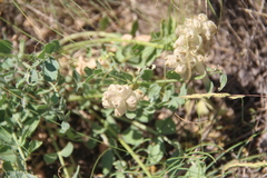 Astragalus calycinus