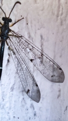 Distoleon tetragrammicus