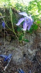 Aquilegia alpina