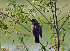 Turdus amaurochalinus