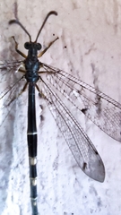 Distoleon tetragrammicus
