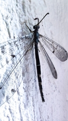 Distoleon tetragrammicus