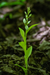 Cephalanthera damasonium