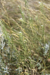 Erysimum leucanthemum