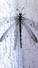 Distoleon tetragrammicus