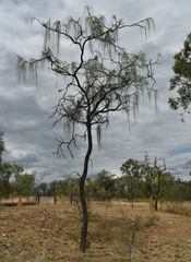 Hakea lorea lorea