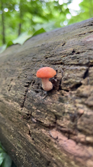 Rhodotus palmatus