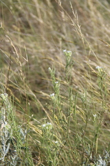 Erysimum leucanthemum