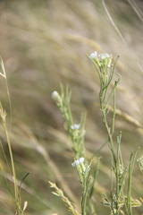 Erysimum leucanthemum