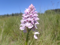 Dactylorhiza maculata ericetorum