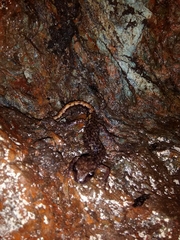 Speleomantes strinatii