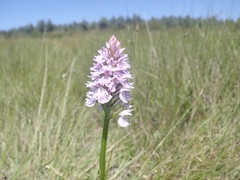 Dactylorhiza maculata ericetorum
