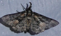 Phaeoura mexicanaria