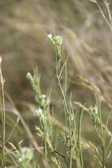 Erysimum leucanthemum