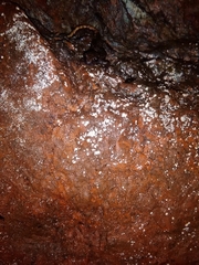 Speleomantes strinatii