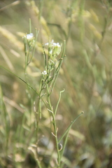 Erysimum leucanthemum