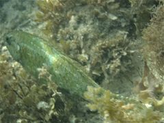 Leptoscarus vaigiensis