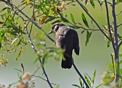 Turdus amaurochalinus