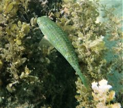 Leptoscarus vaigiensis