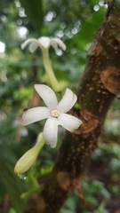 Vasconcellea cauliflora