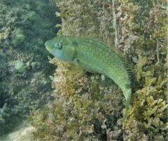 Leptoscarus vaigiensis