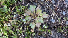Ranunculus foliosus