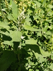 Chenopodium album