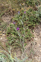 Astragalus bungeanus