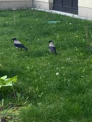 Corvus cornix