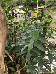 Costus spiralis