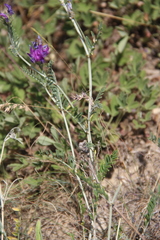 Astragalus bungeanus