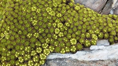 Hectorella caespitosa