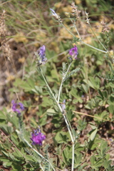 Astragalus bungeanus