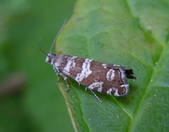 Epinotia tedella