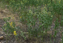 Crotalaria novae-hollandiae