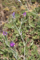Astragalus bungeanus
