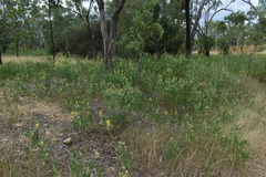 Crotalaria novae-hollandiae