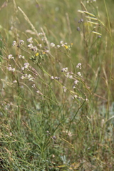 Gypsophila glomerata