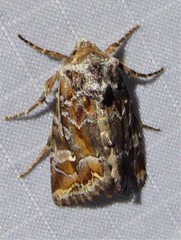 Lacinipolia lepidula