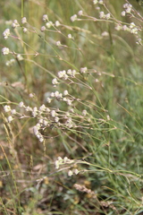 Gypsophila glomerata