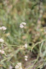 Gypsophila glomerata