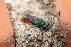 Chrysis impressa