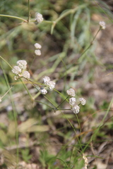 Gypsophila glomerata