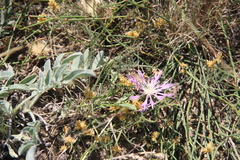 Psephellus marschallianus