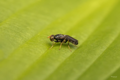 Chyliza leguminicola